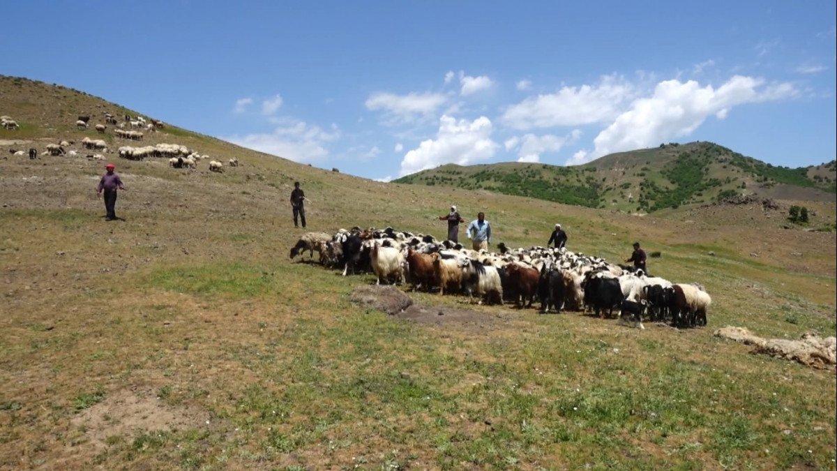 Muş'ta havalar ısındı, koyun kırkma dönemi başladı