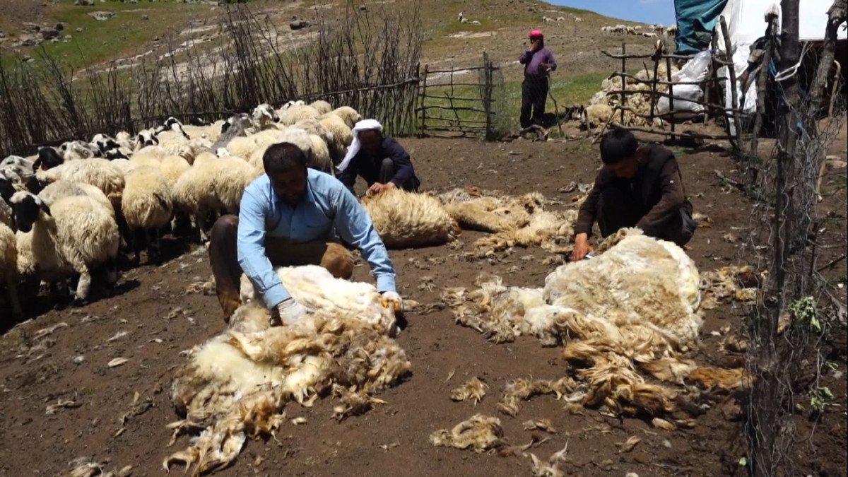 Muş'ta havalar ısındı, koyun kırkma dönemi başladı