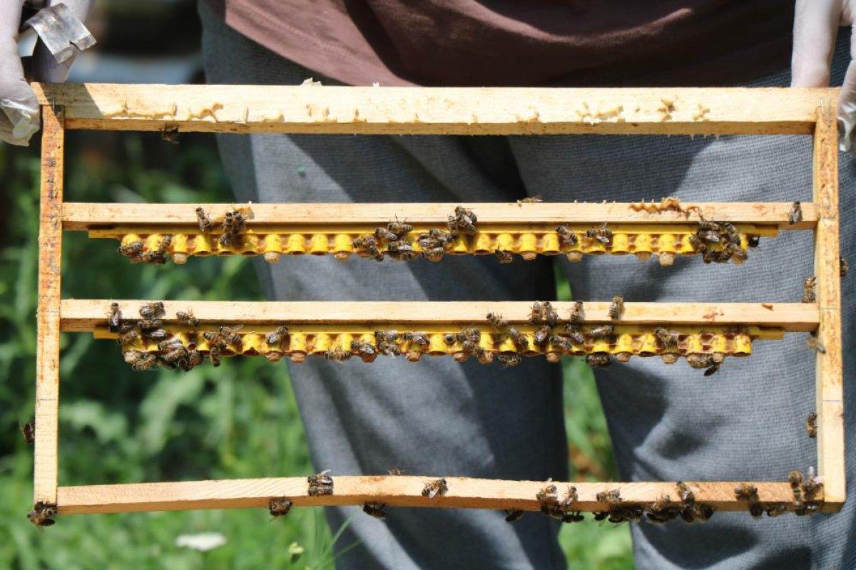 Arı sütünün değeri arttı: Kilosu 15 bin TL