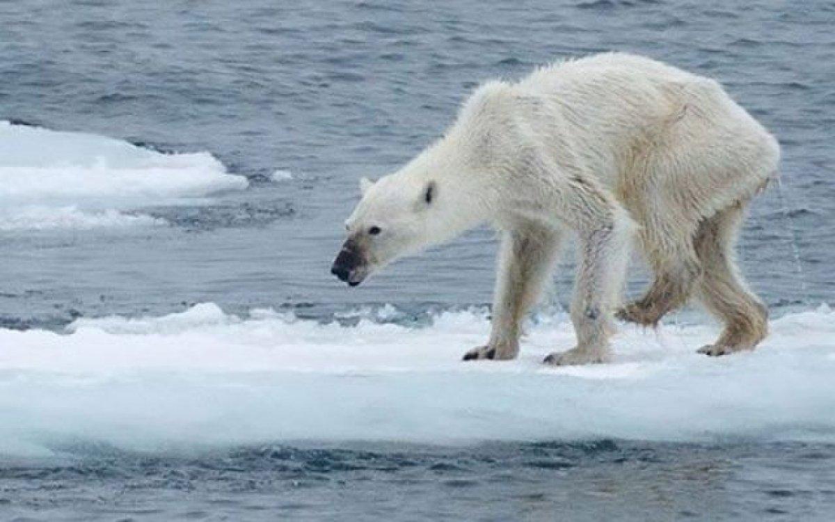 Küresel ısınmayı durdurmanın yolu: Her şeyden yeteri kadar kullanmak