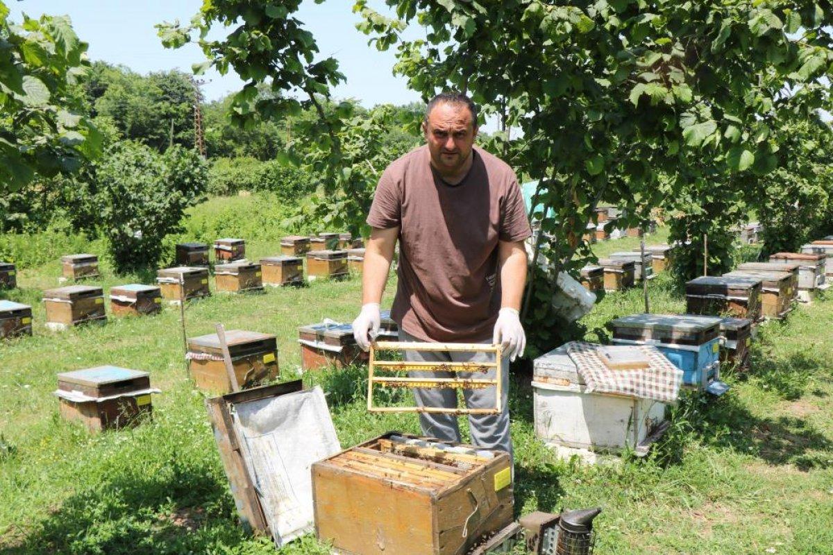 Arı sütünün değeri arttı: Kilosu 15 bin TL