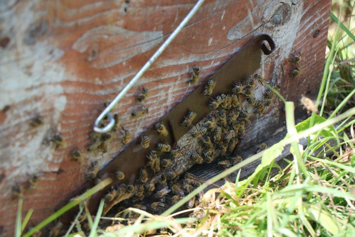 Arı sütünün değeri arttı: Kilosu 15 bin TL