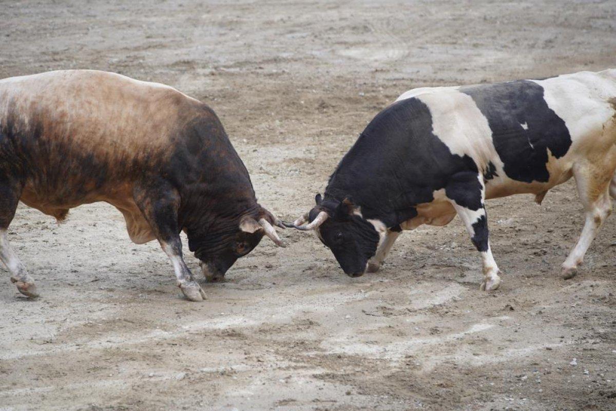 Rize'de boğalar kapıştı