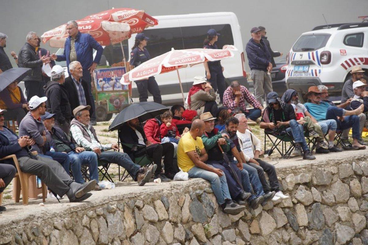 Rize'de boğalar kapıştı