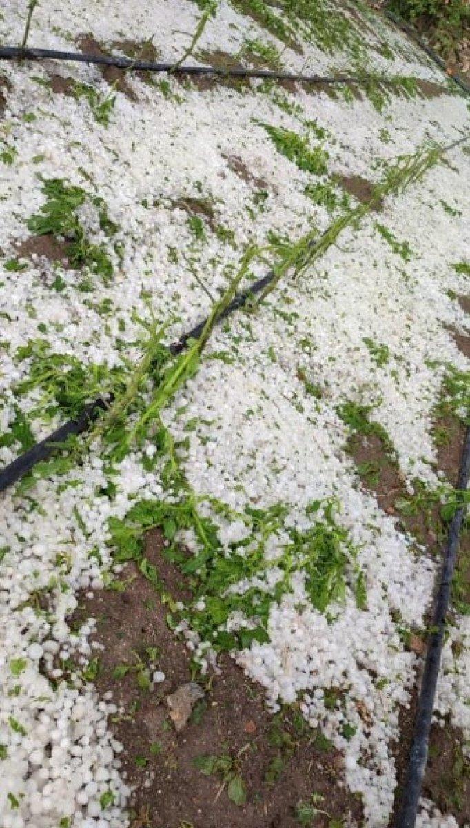 Niğde'de dolu yağışı sonrası tarım arazileri zarar gördü