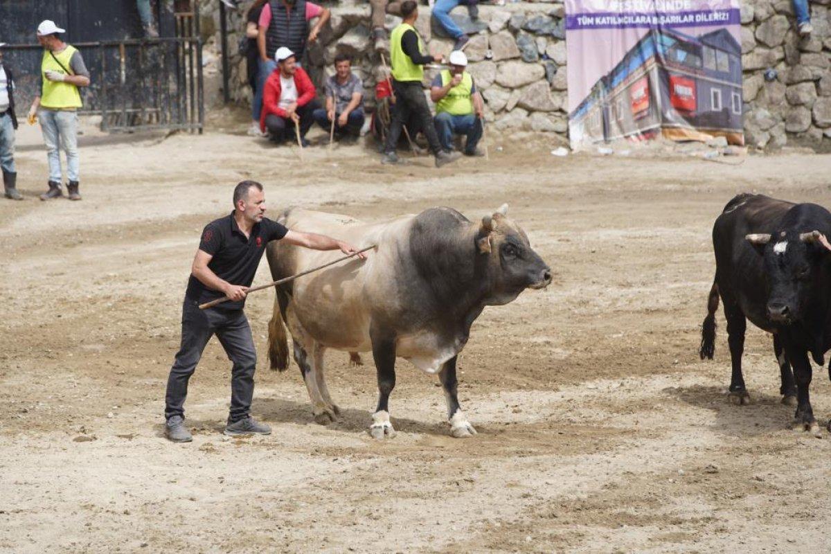 Rize'de boğalar kapıştı
