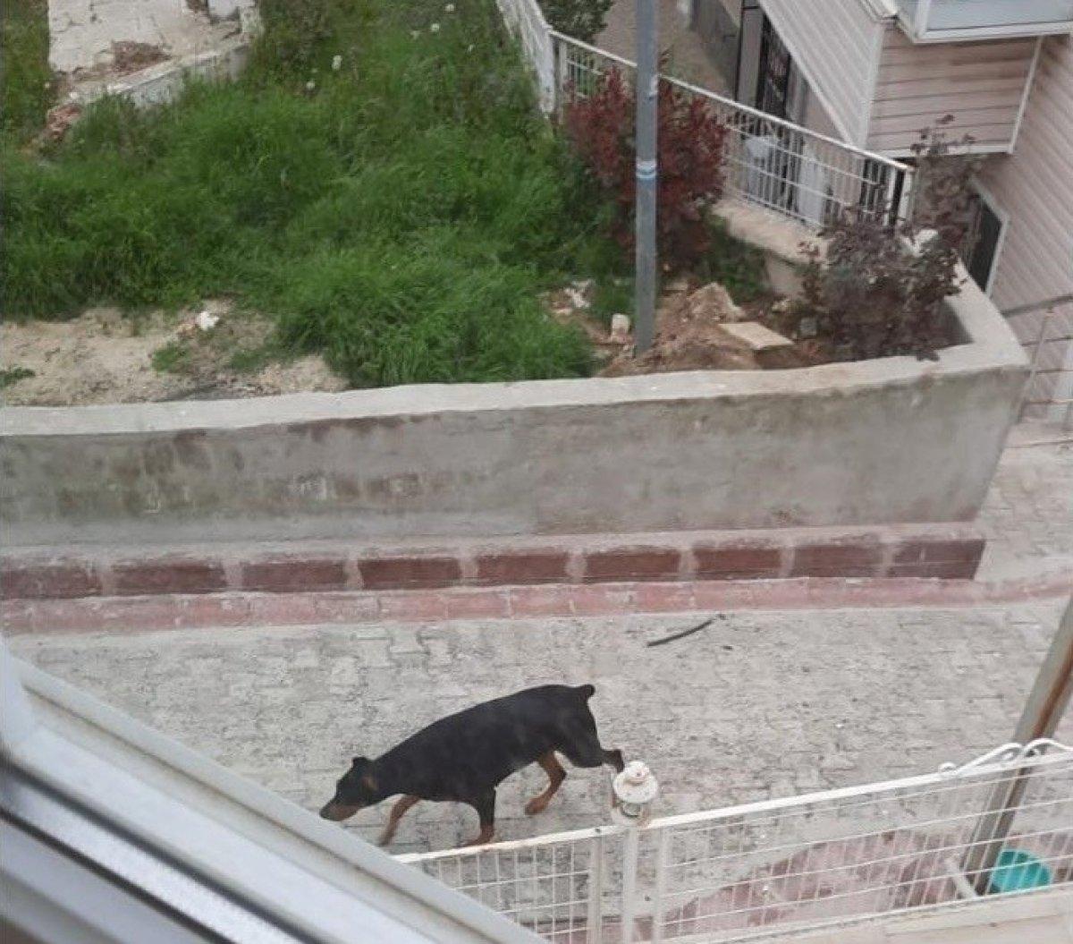 Tekirdağ'da köpekten korkup kaçan çocuğa araba çarptı