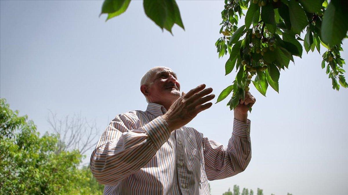 Çorumlu Adil Amca'nın ektiği meyve çekirdekleri ağaç oldu