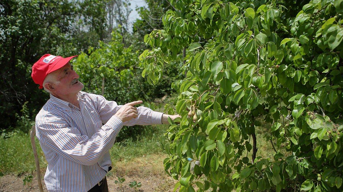 Çorumlu Adil Amca'nın ektiği meyve çekirdekleri ağaç oldu