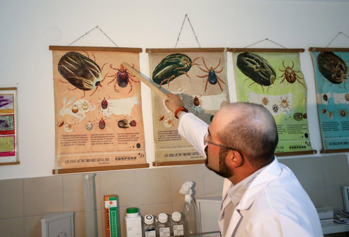 Yaz mevsiminin korkulu rüyası kene hakkında, doğru bilinen yanlışlar