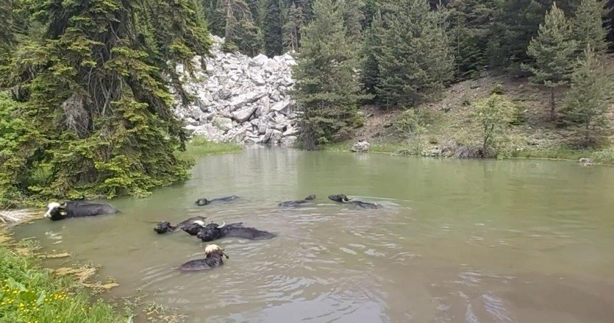 Kastamonu'da mandalar gölde serinliyor