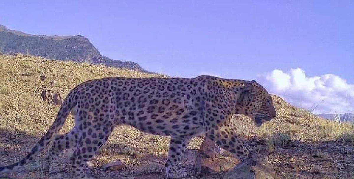 Artvin’de görülen Anadolu parsının ailesi araştırılıyor