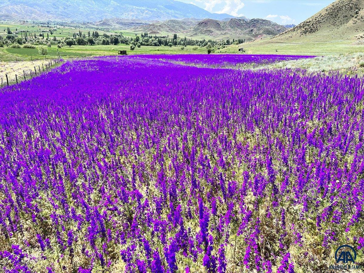 Erzurum'da mor renkli çiçekler görsel şölen oluşturuyor