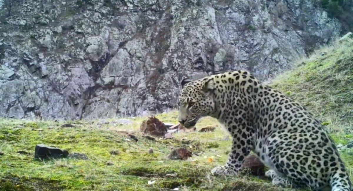 Artvin’de görülen Anadolu parsının ailesi araştırılıyor