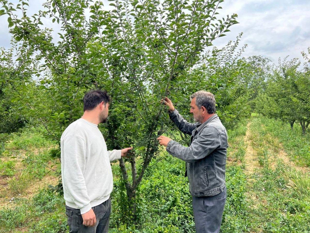 Bursa'da bahçesi soyulan çiftçi: Kaliteli bir hırsızlık, çay içmek isterim