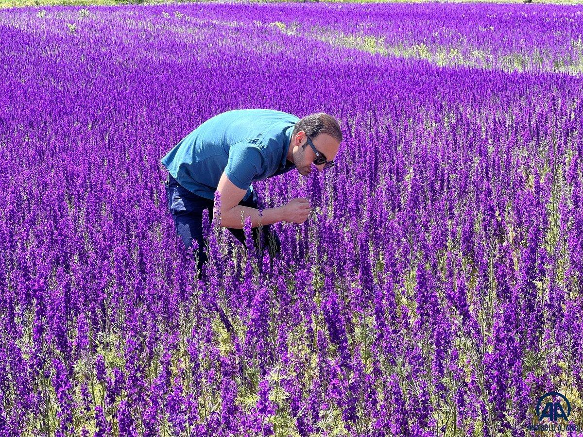 Erzurum'da mor renkli çiçekler görsel şölen oluşturuyor