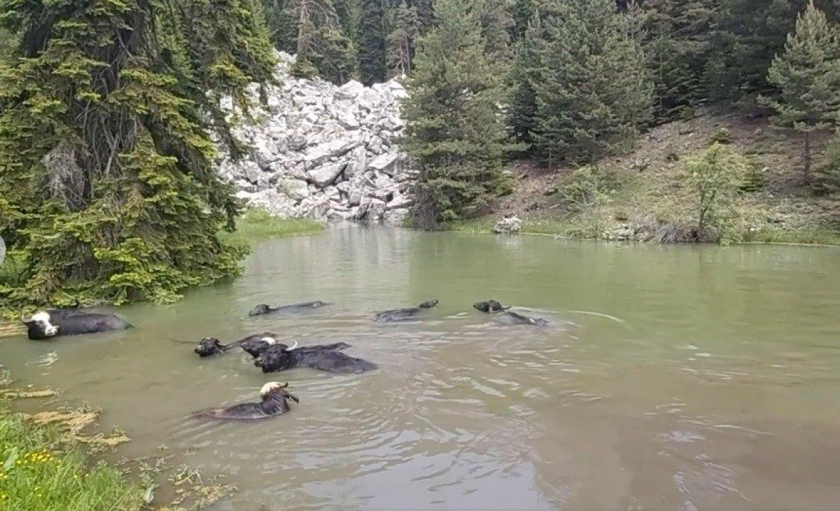 Kastamonu'da mandalar gölde serinliyor