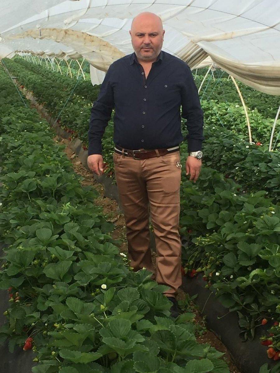 Aydın'daki çilekler bu yıl üreticilerine tat vermedi