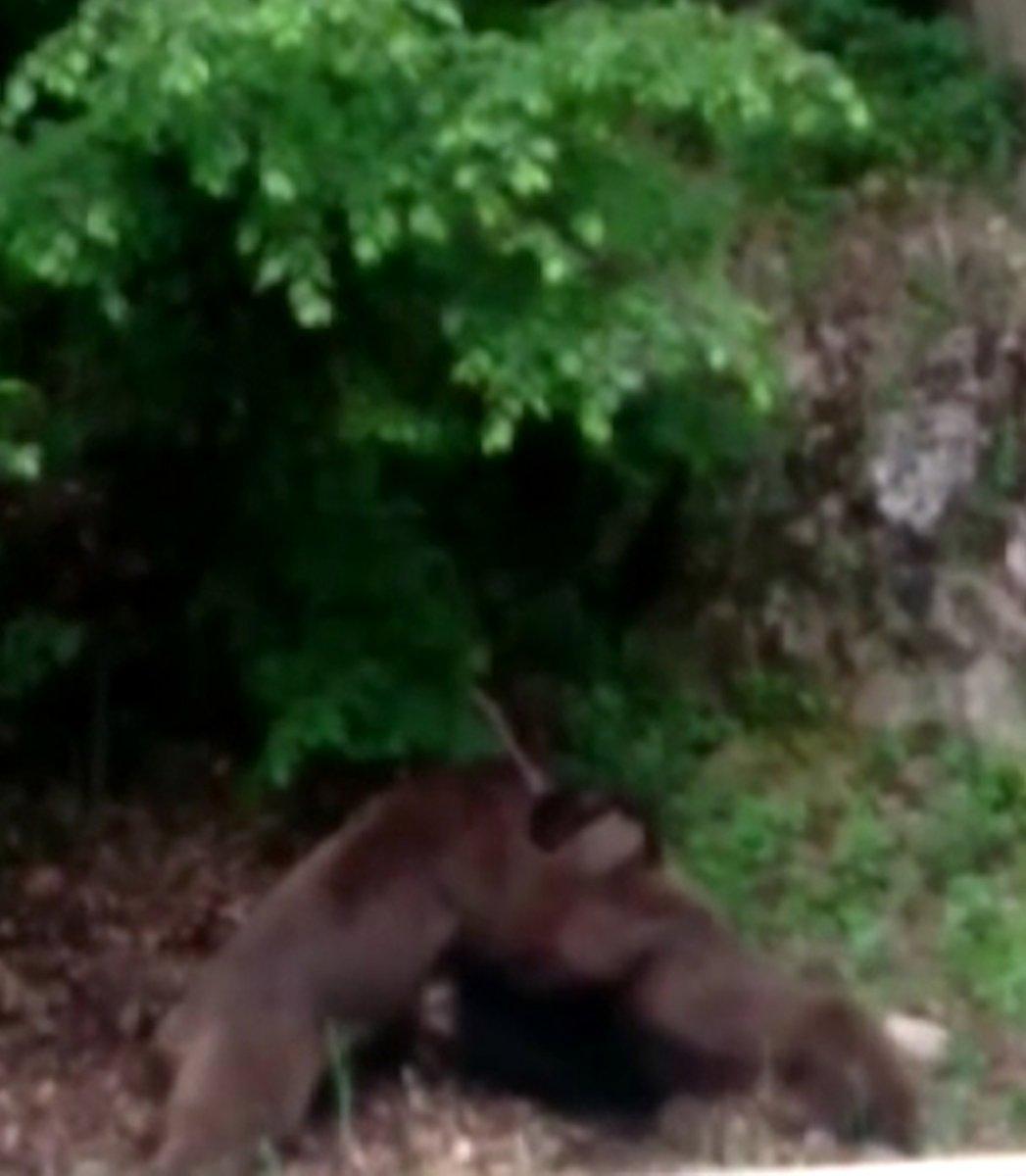 Rize'de ayılar, yol kenarında kavga etti