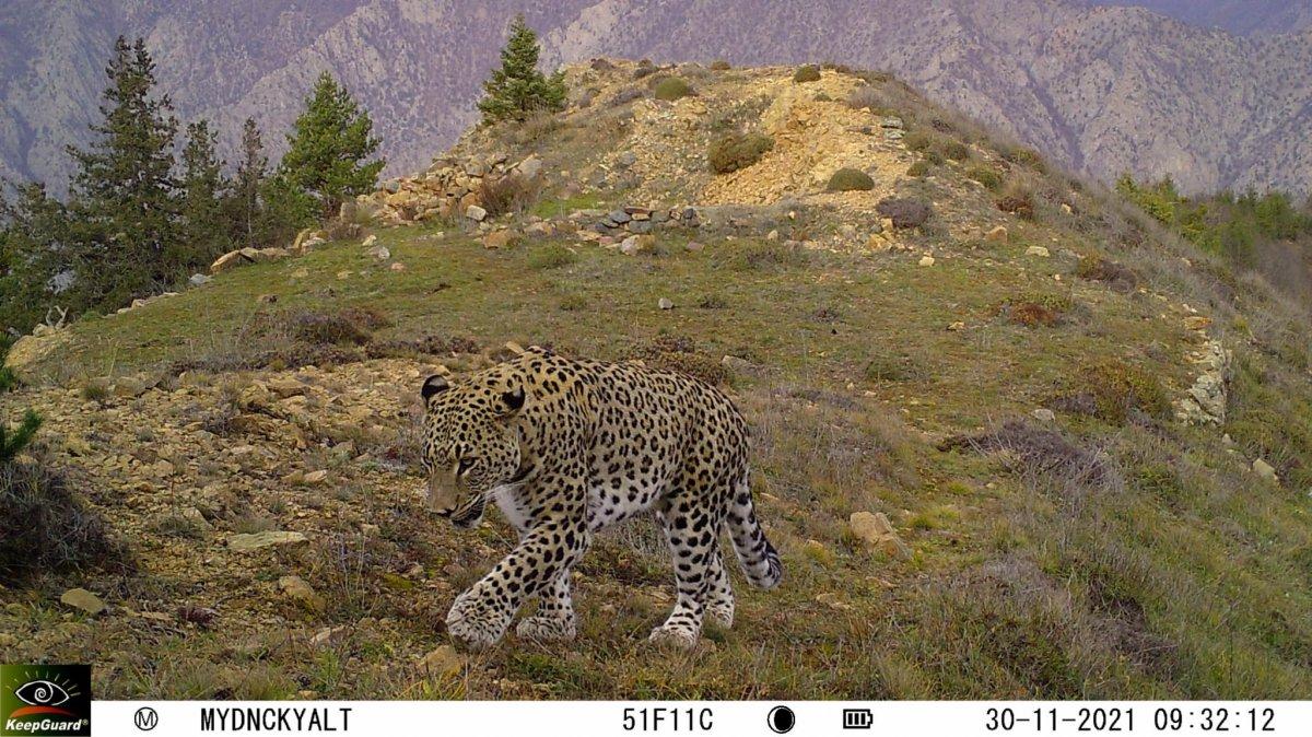 Artvin’de görülen Anadolu parsının ailesi araştırılıyor