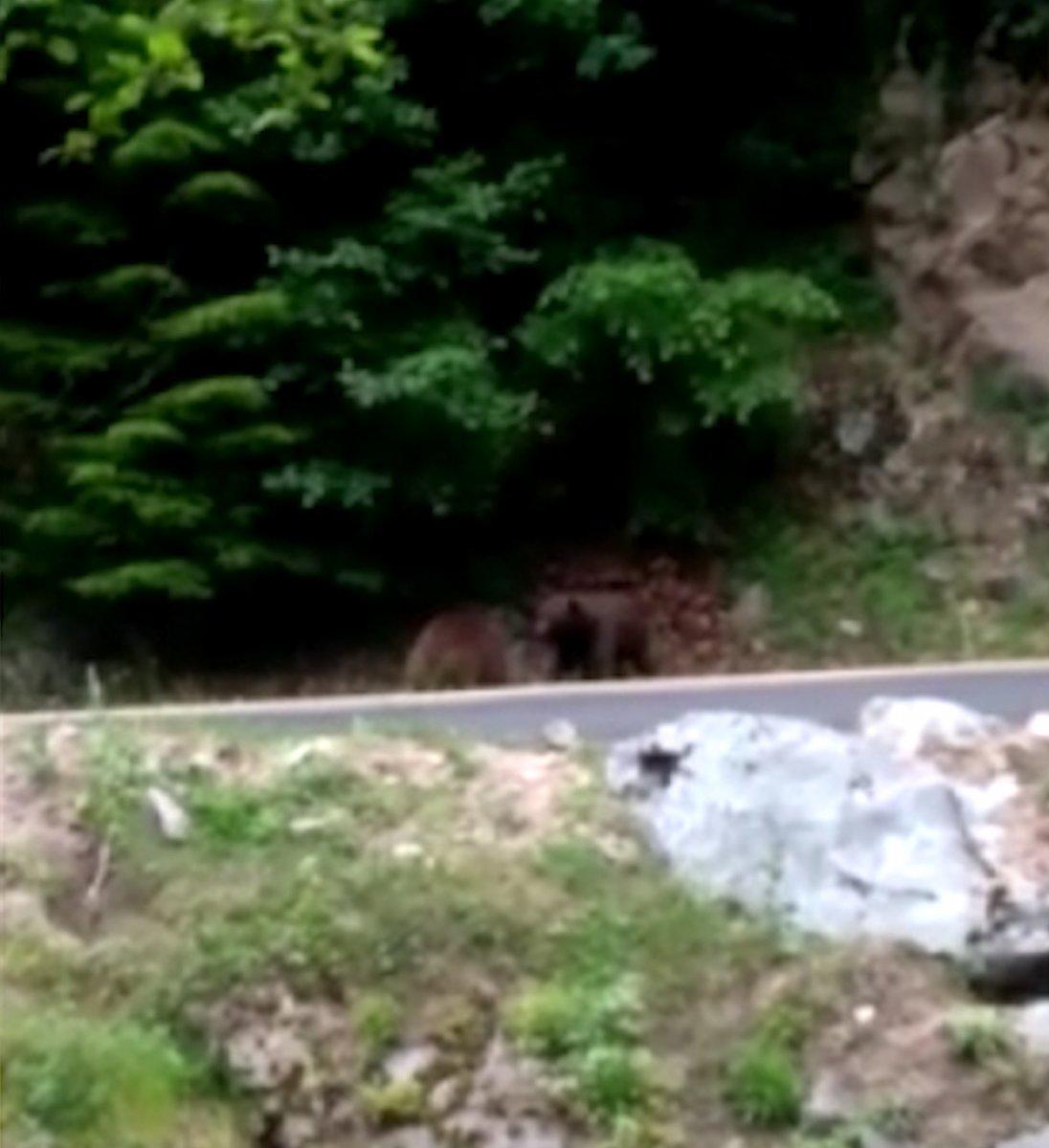 Rize'de ayılar, yol kenarında kavga etti