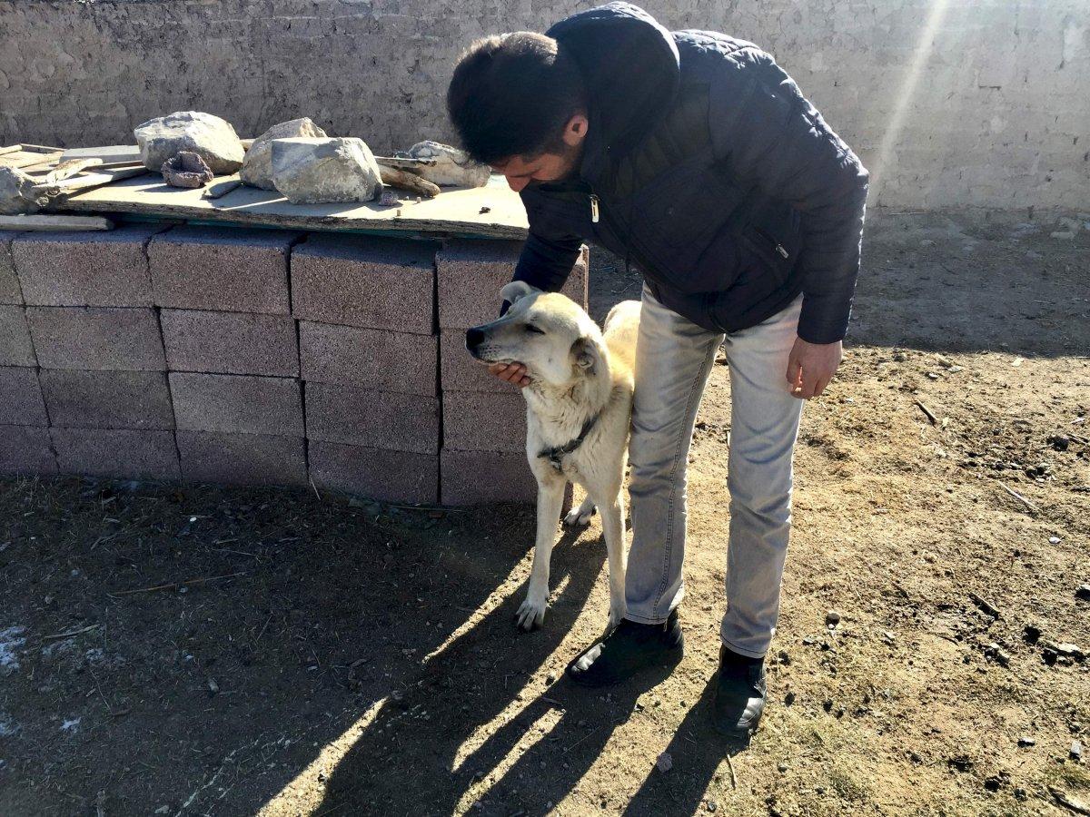 Sokak köpekleriyle mücadelede Konya'dan örnek belediyecilik