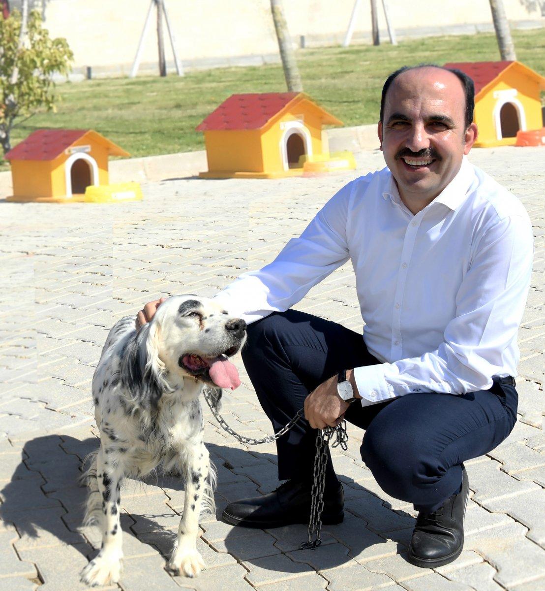 Sokak köpekleriyle mücadelede Konya'dan örnek belediyecilik