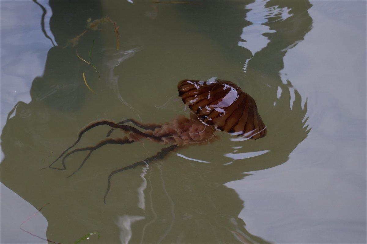 Yalova'da zehirli pusula denizanası sinyali