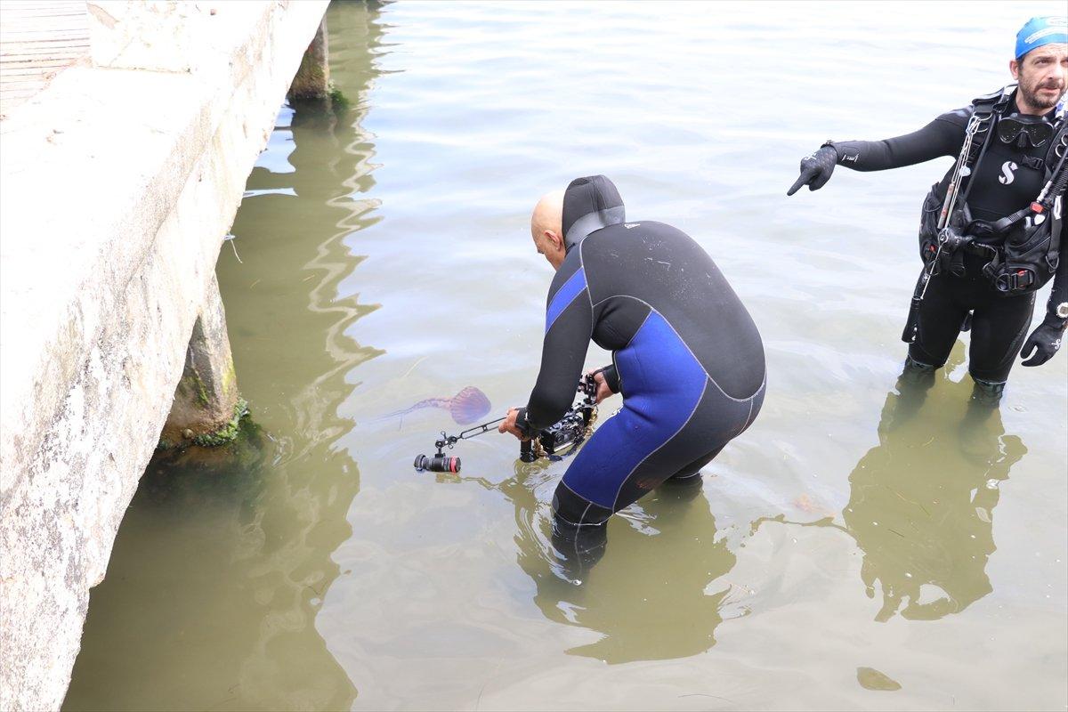 Yalova'da zehirli pusula denizanası sinyali