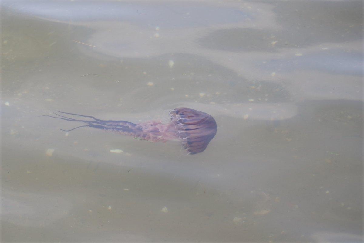Yalova'da zehirli pusula denizanası sinyali