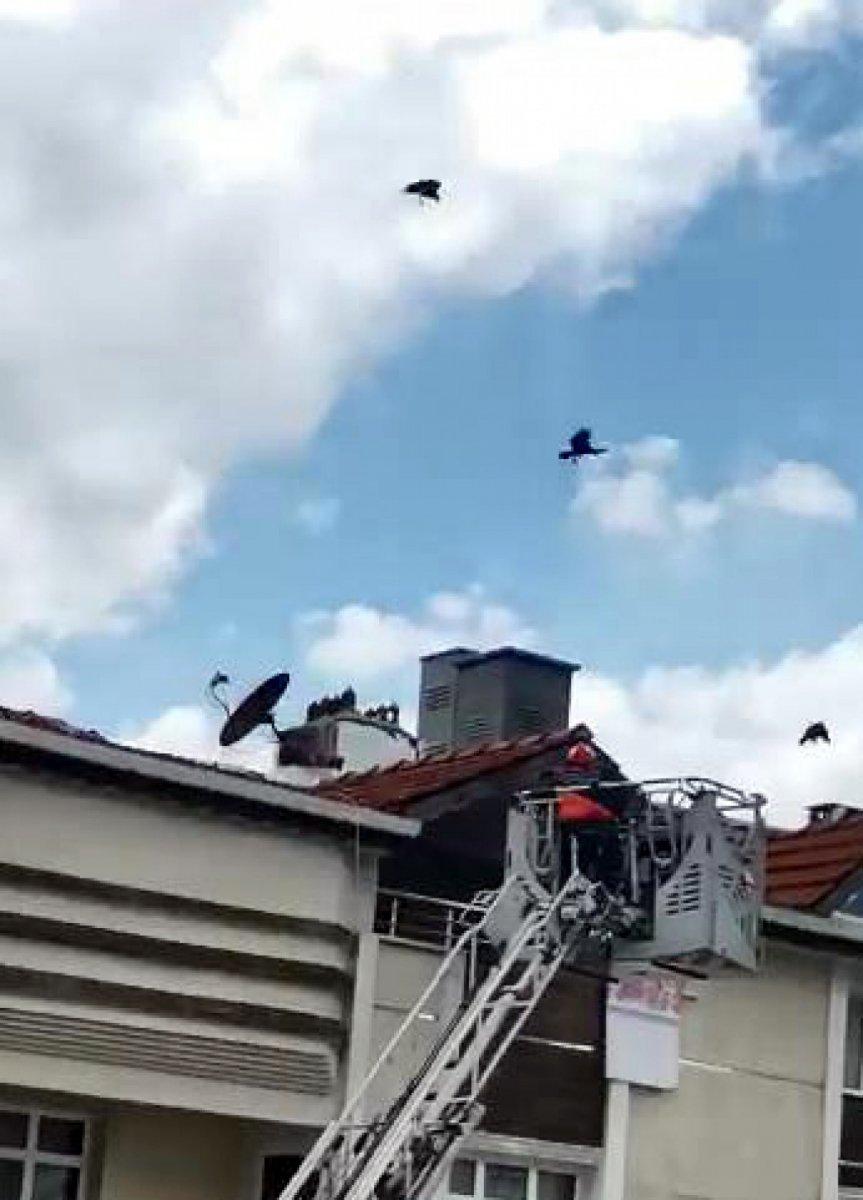 Esenyurt'taki kargayı kurtarmak isteyen itfaiye erinin zor anları