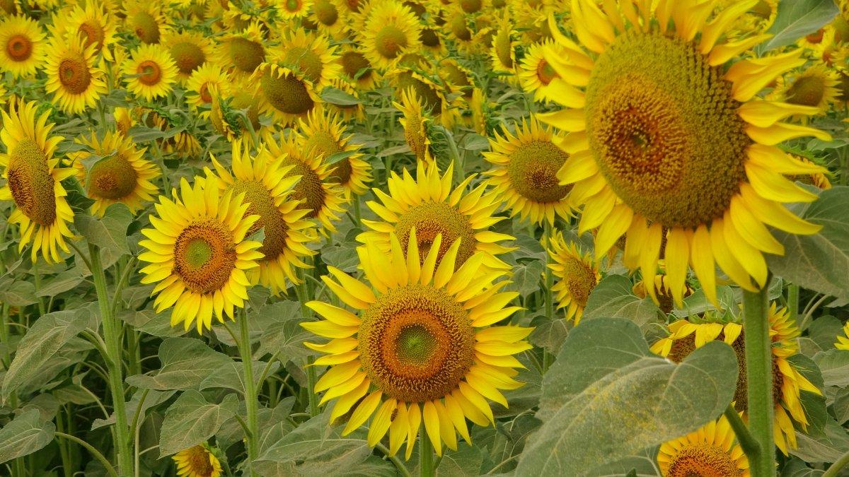 Osmaniye'nin ayçiçek tarlalarından manzaralar