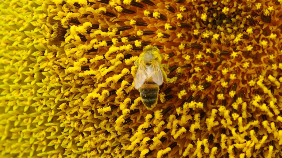 Osmaniye'nin ayçiçek tarlalarından manzaralar