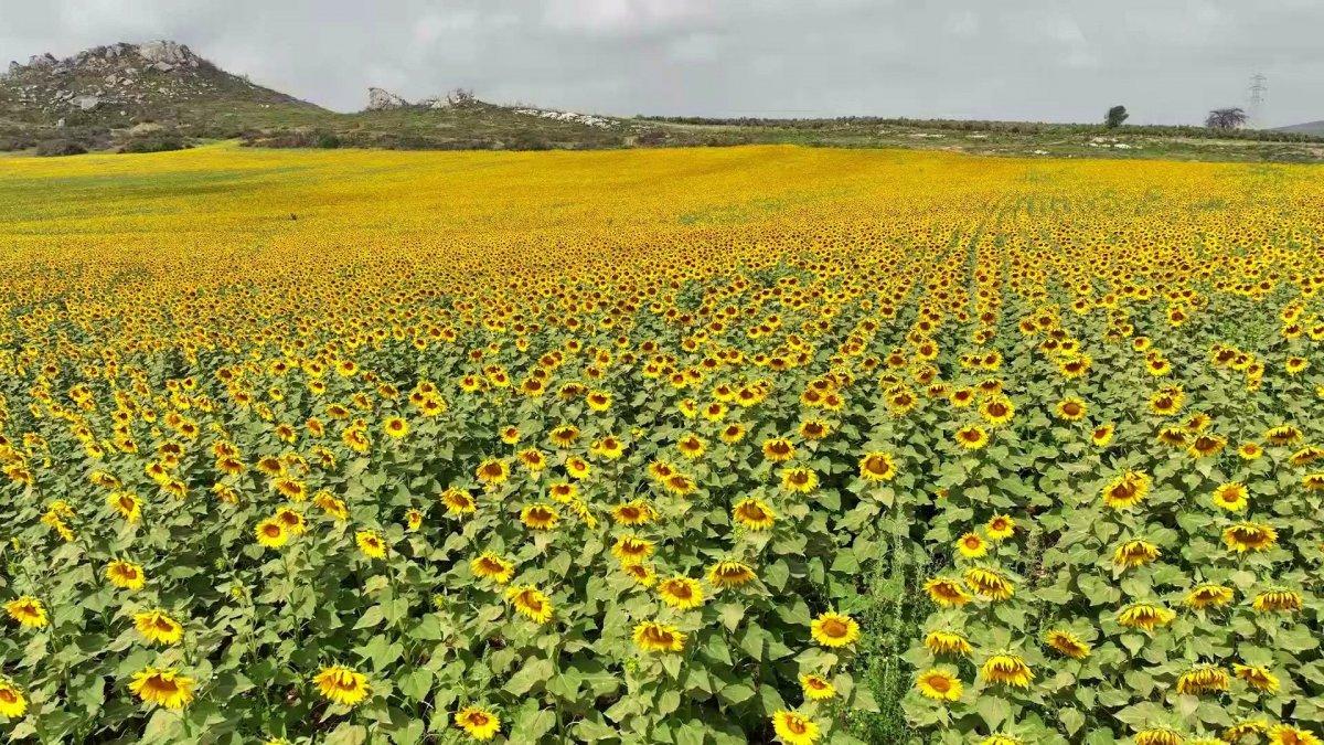 Osmaniye'nin ayçiçek tarlalarından manzaralar