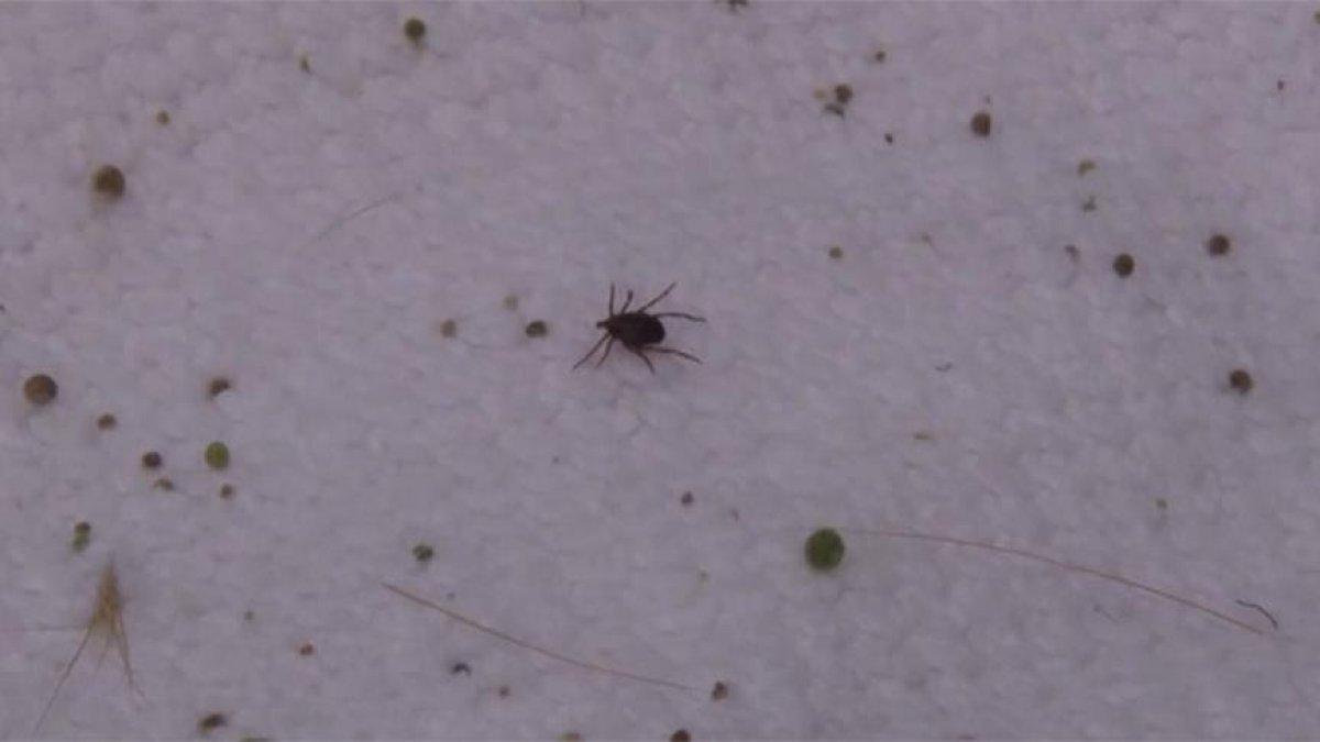 Doğu Karadeniz'de kene vakaları artıyor