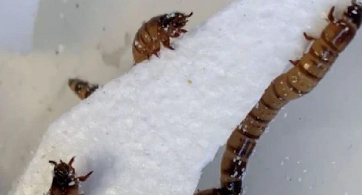 Geri dönüşümde etkili olabilirler: Plastik yiyen solucanlar