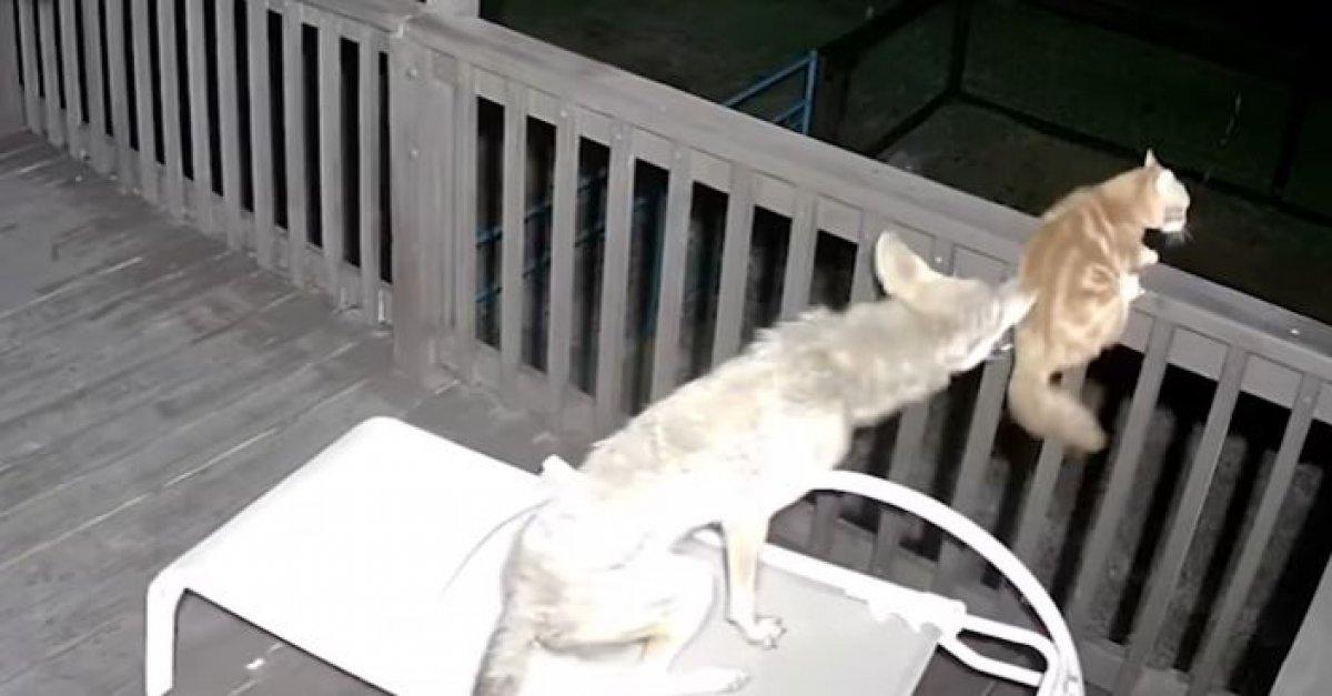 Kurtla kavga eden kedi kamerada