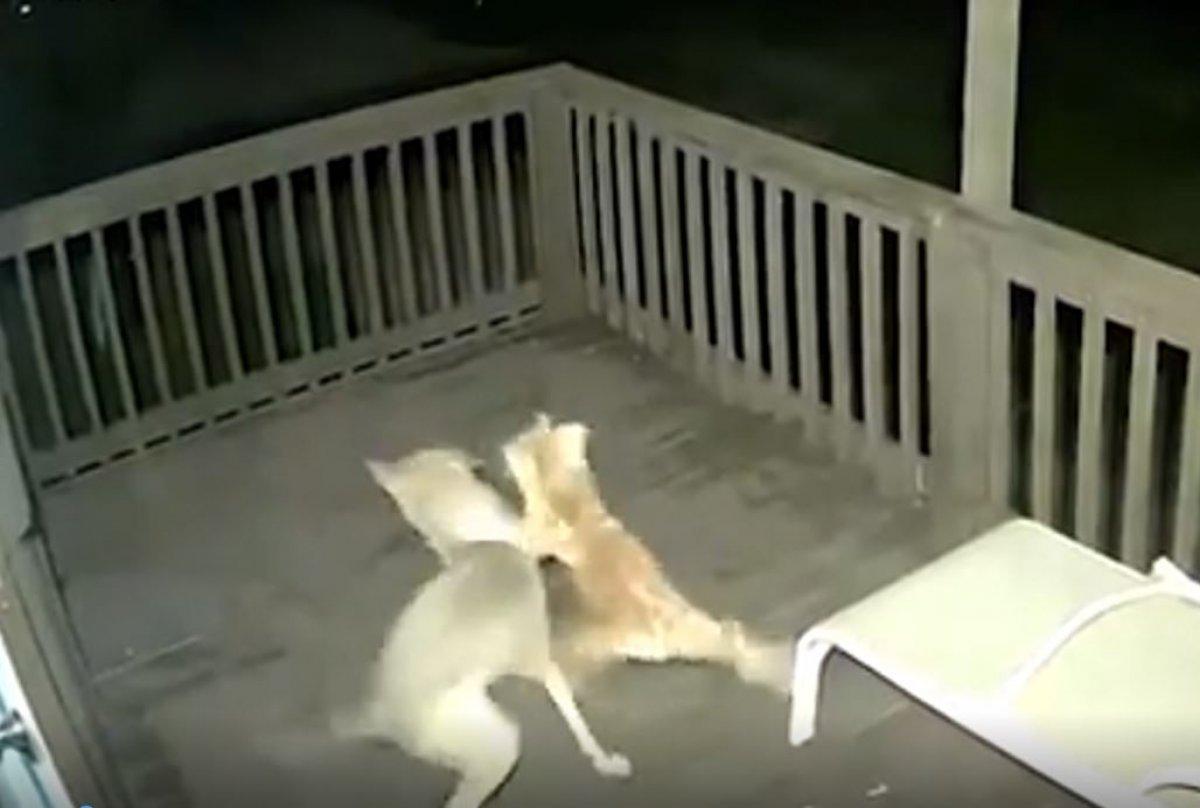 Kurtla kavga eden kedi kamerada