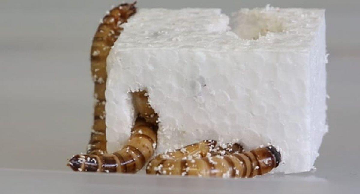 Geri dönüşümde etkili olabilirler: Plastik yiyen solucanlar