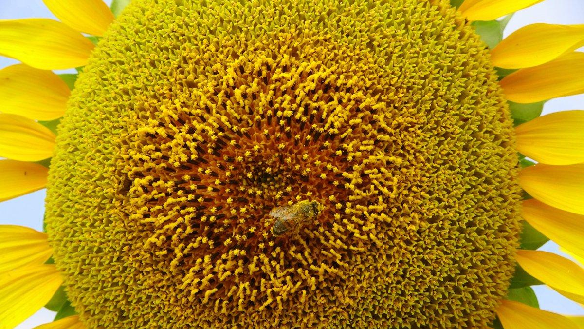 Osmaniye'nin ayçiçek tarlalarından manzaralar