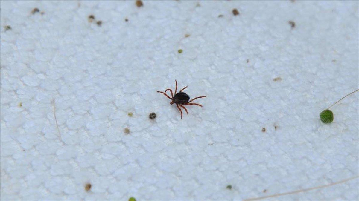 Havaların ısınmasıyla kene kabusu geri döndü