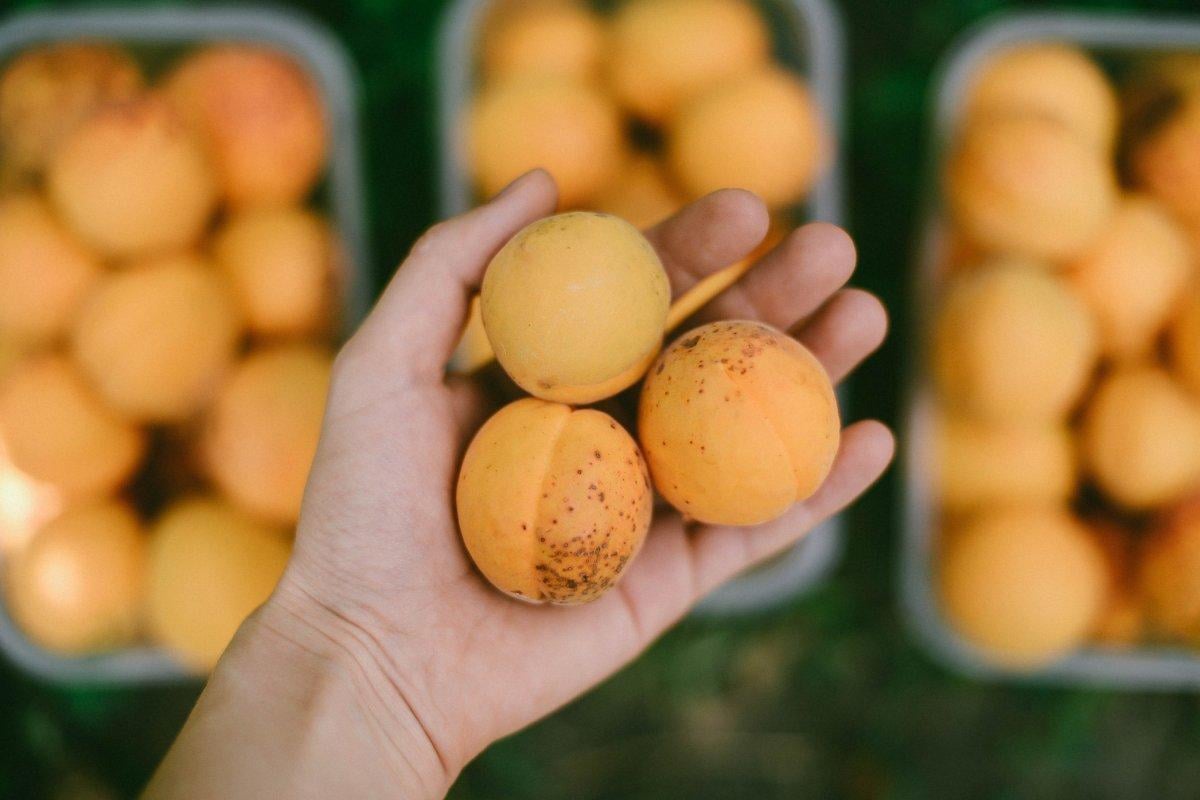 Yaz mevsiminin en iyi 10 besini