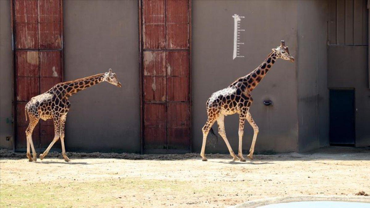 AVM'lere hayvanat bahçesi ve doğal yaşam parkı yasağı