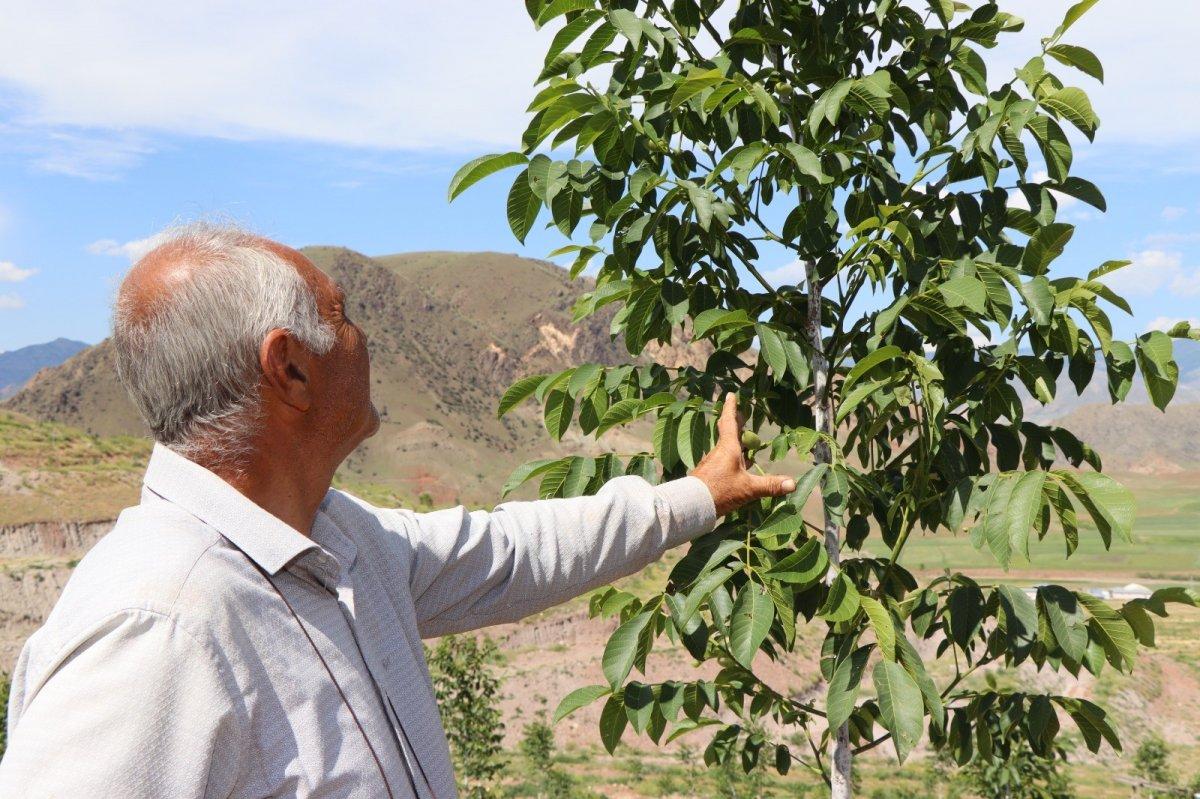 Erzurumlu girişimci, atıl topraklara 16 bin ceviz fidanı dikti