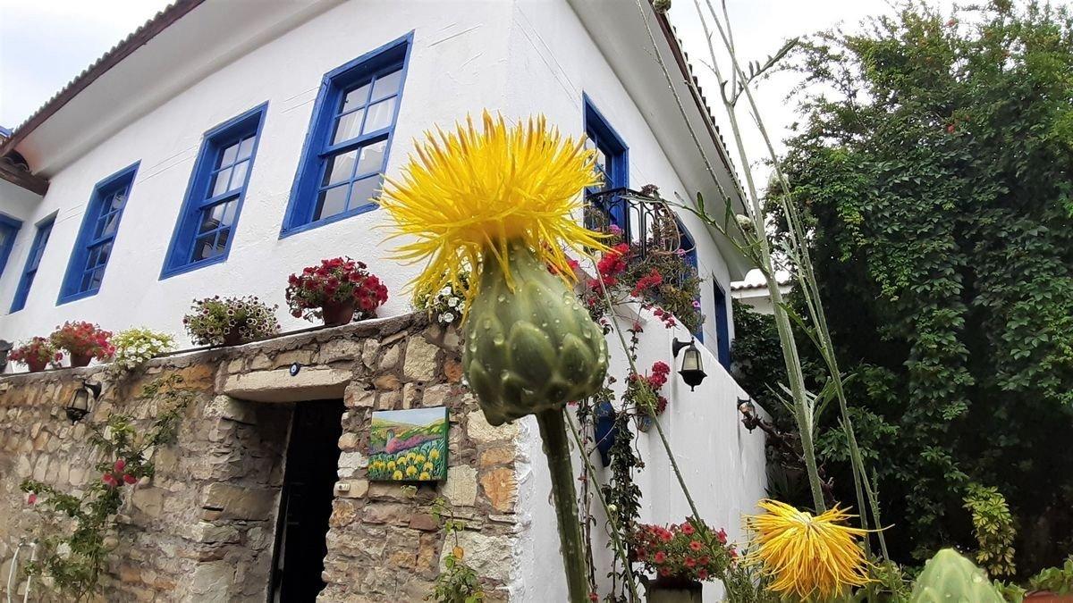 Bu bitkiyi koparmanın cezası: 109 bin TL