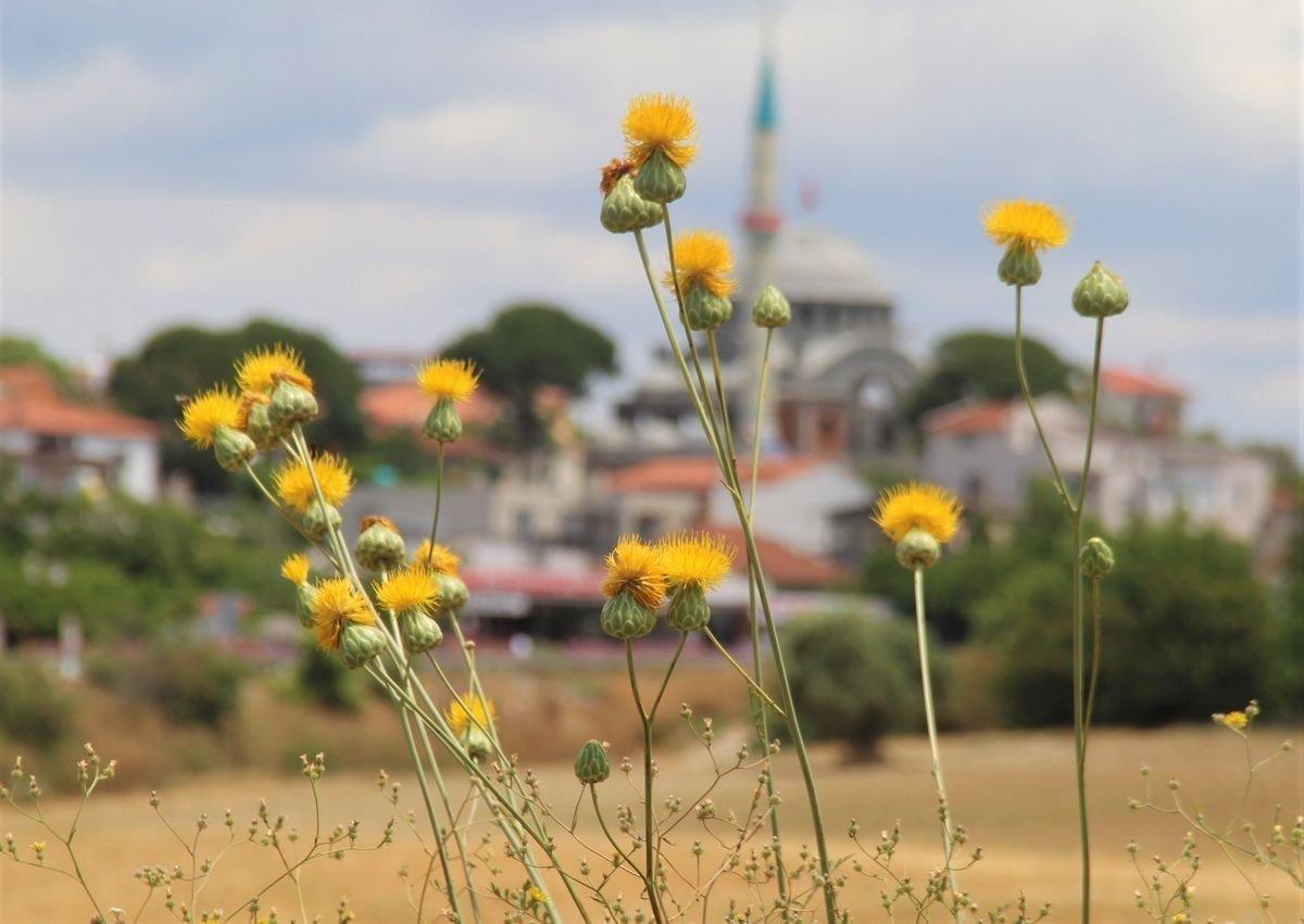 Bu bitkiyi koparmanın cezası: 109 bin TL