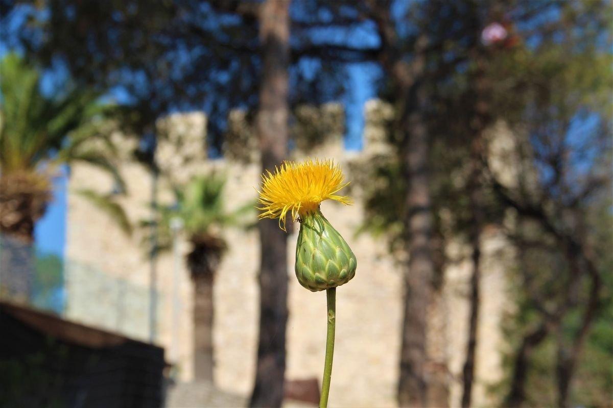 Bu bitkiyi koparmanın cezası: 109 bin TL