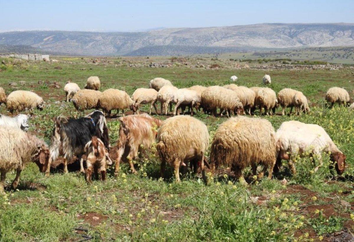 Gaziantep'te kurbanlık fiyatları belli oldu