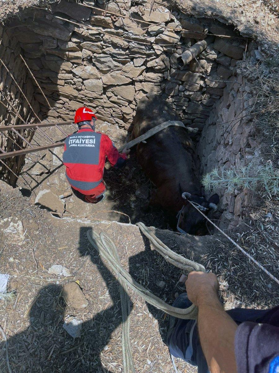 Muğla'da foseptik çukuruna düşen inek kurtarıldı