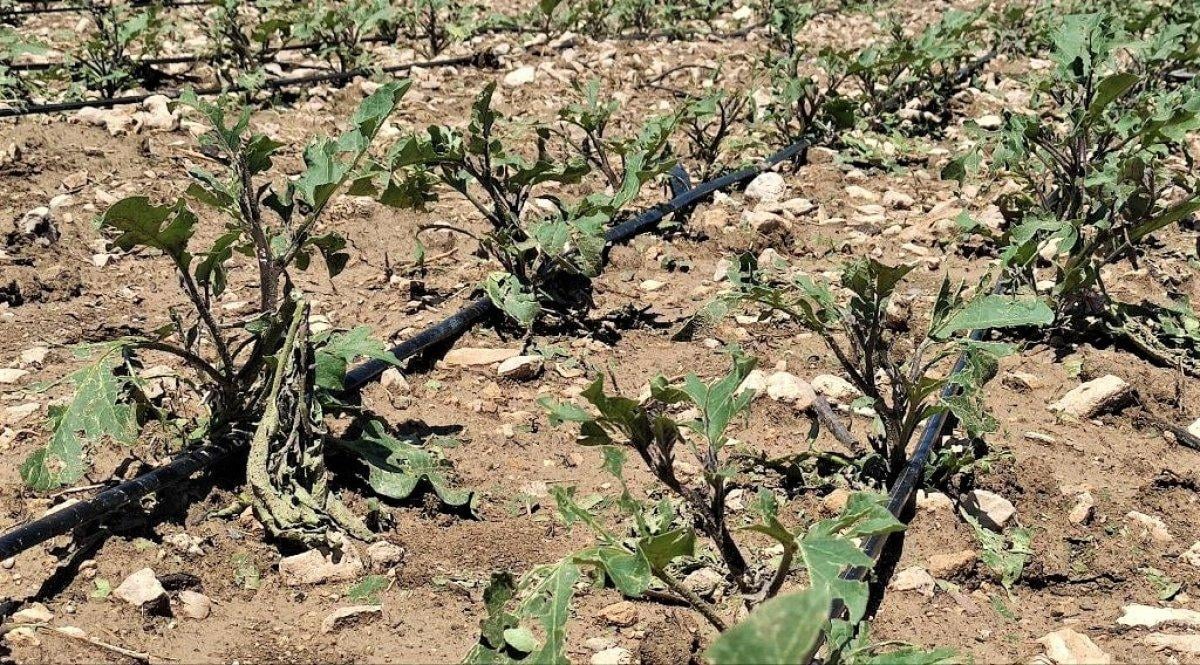 Malatya'daki dolu tarım alanları vurdu
